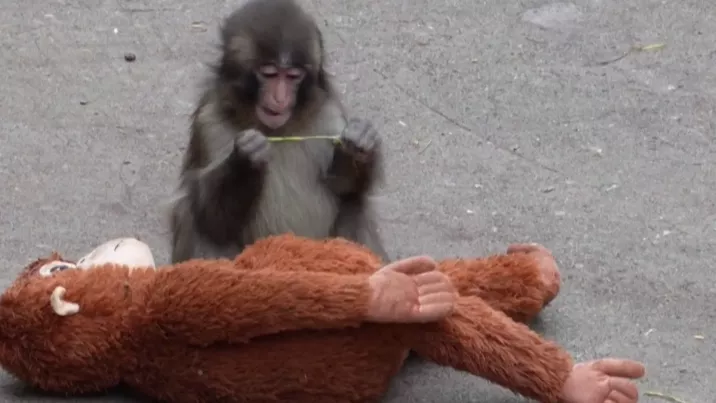 Maimuța Punch, pui abandonat, atrage mii de vizitatori la grădina japoneză