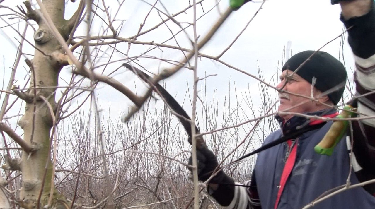 Pregătiri intense în livezi pentru o recoltă fructiferă abundentă