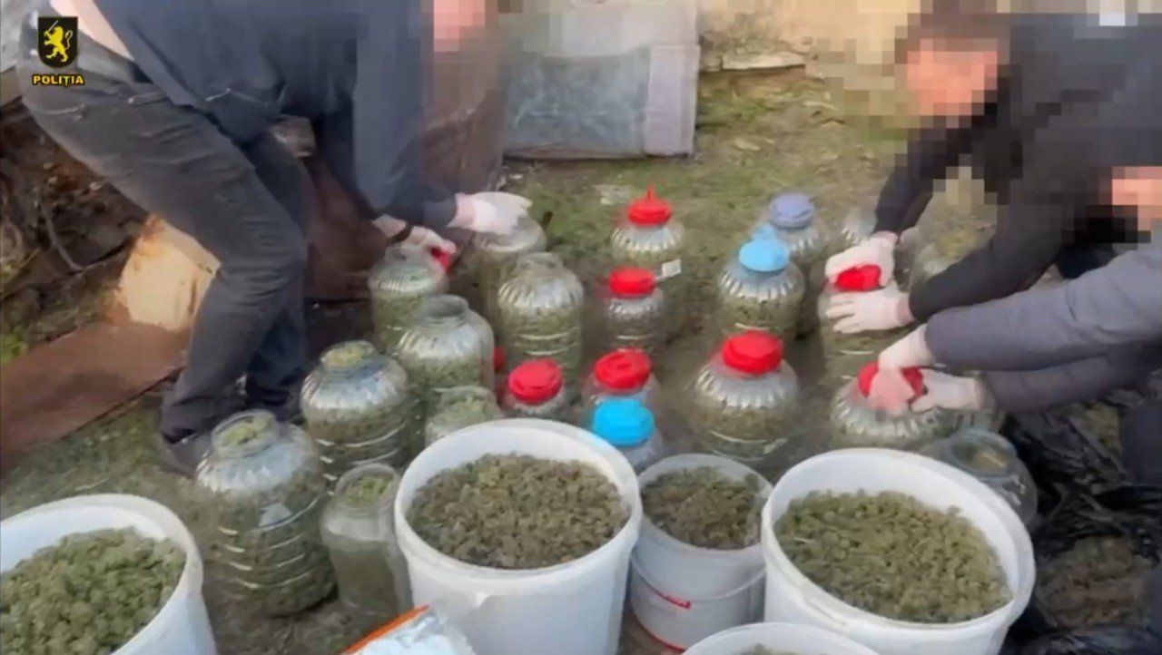 Descoperire impresionantă de marijuana la o fermă din Anenii Noi