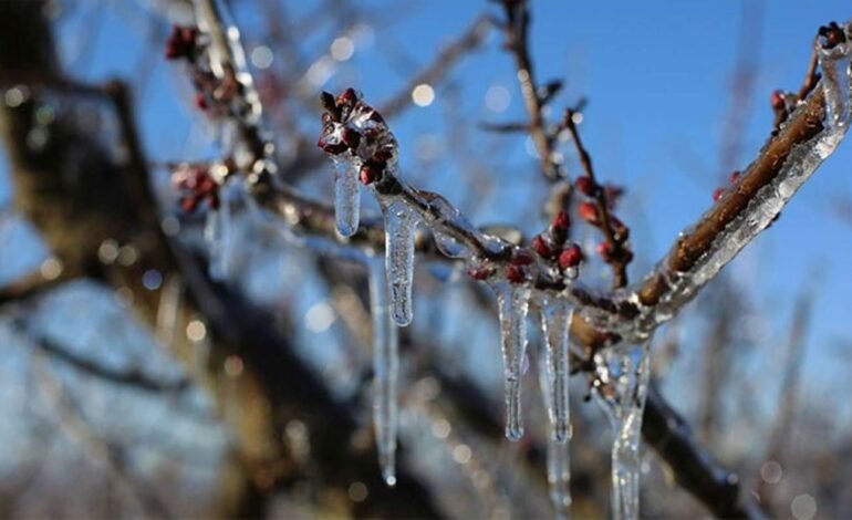 Agricultorii din Moldova testează tehnologii moderne pentru protecția livezilor
