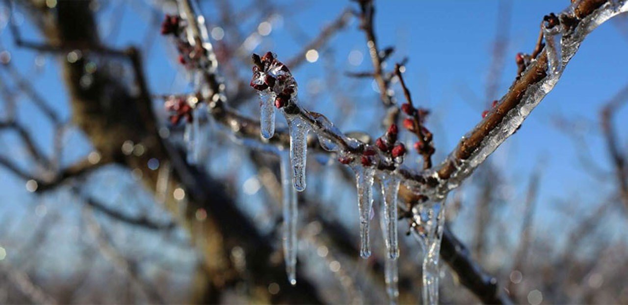 Agricultorii din Moldova testează tehnologii moderne pentru protecția livezilor