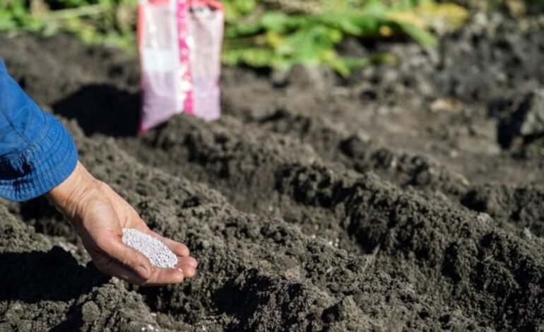 Prețurile îngrășămintelor cresc cu peste 50%, afectând agricultura din Moldova