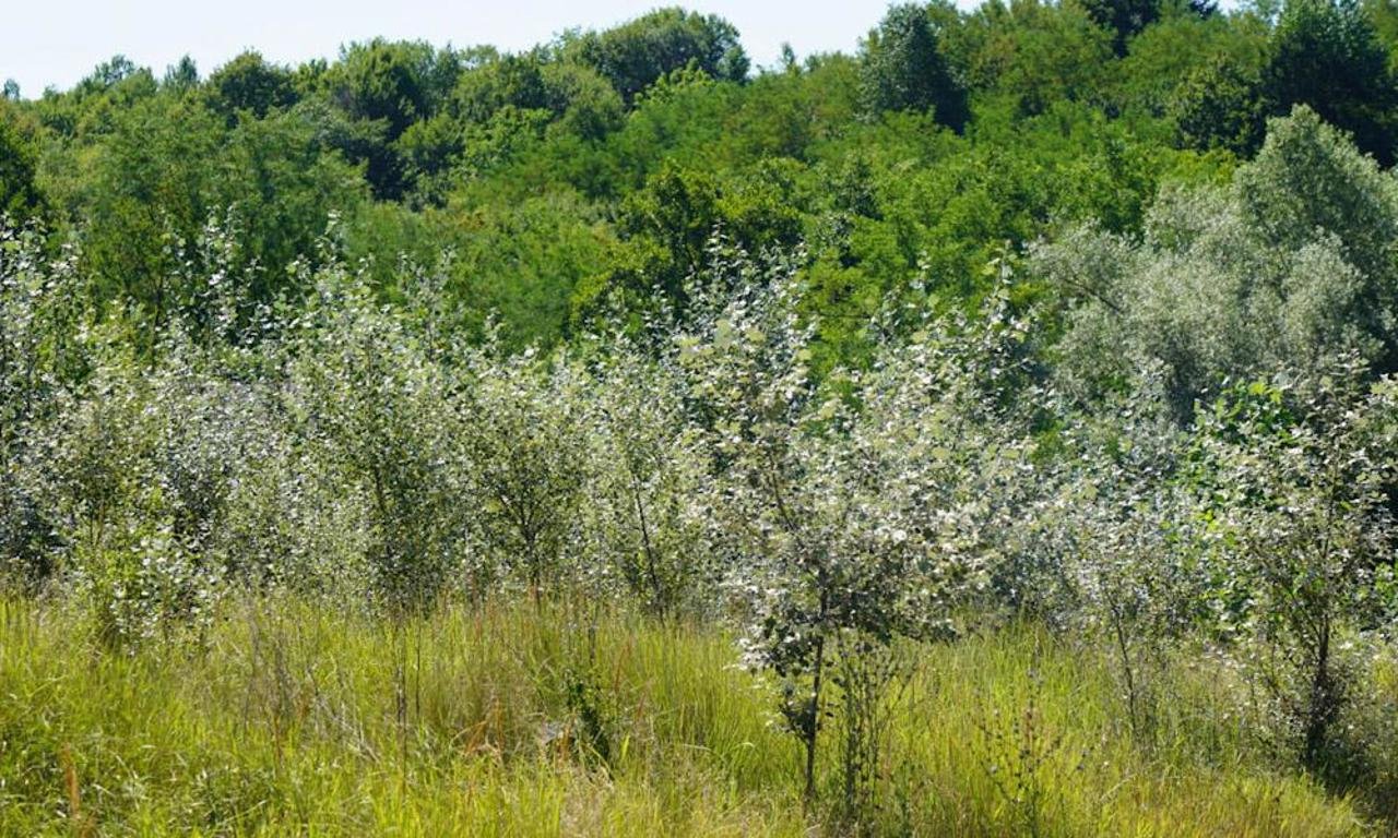 Ministerul Mediului impulsionează împădurirea pe terenuri private în Moldova