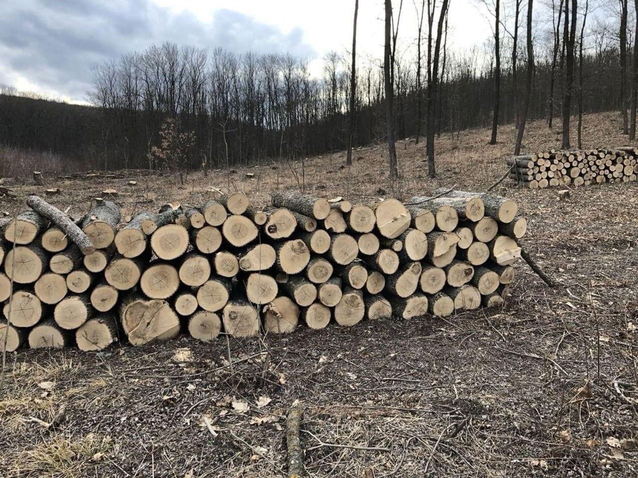 Autoritățile reformează Moldsilva pentru un preț unic și transparent la lemn