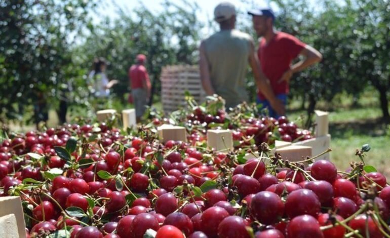 Exportul de vișine din Republica Moldova depășește consumul intern în 2025