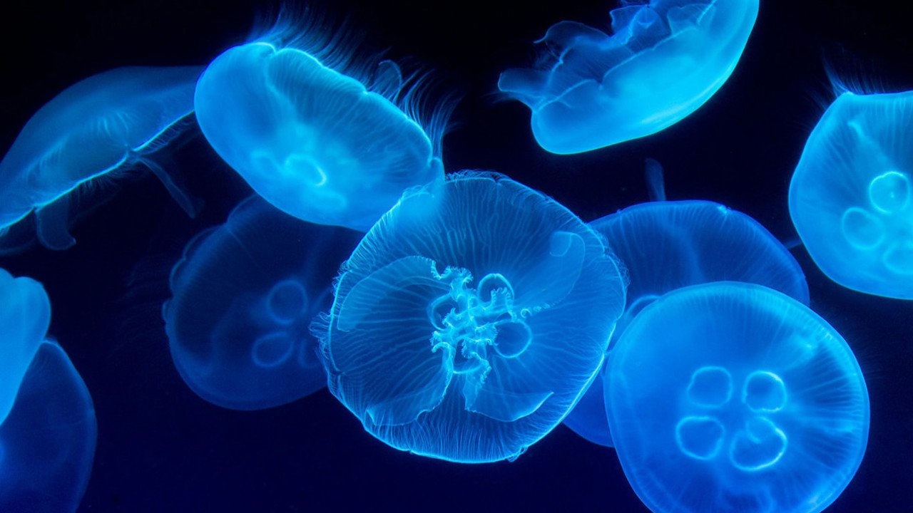 În 2026, pescuitul meduzelor va începe în Marea Azov pentru controlul ecosistemului