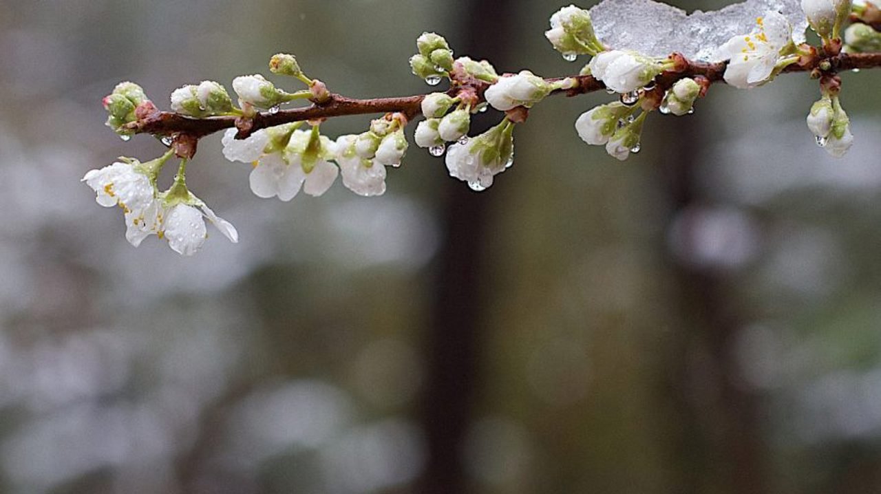 Moldova avertizează din nou asupra înghețurilor nocturne în întreaga țară