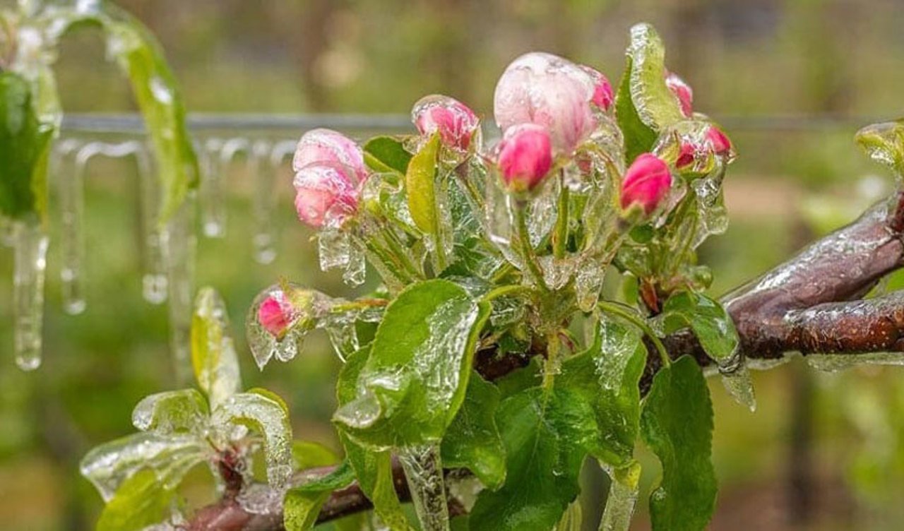 Vreme rece cu înghețuri și ploi scurte în perioada 16-21 aprilie