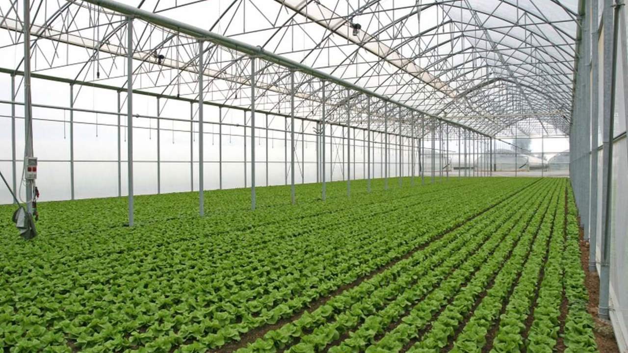Tot mai mulți fermieri investesc în sere pentru legume proaspete și afaceri