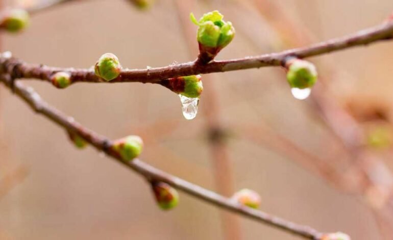 Temperaturi negative amenință culturile, autoritățile monitorizează situația