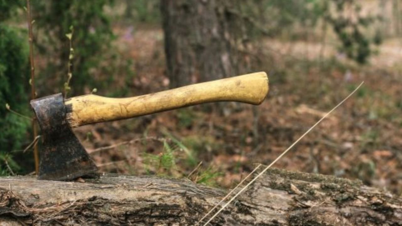 Fraude cu angajări la Moldsilva: Șpagă de până la 8.000 euro pentru posturi de pădurar