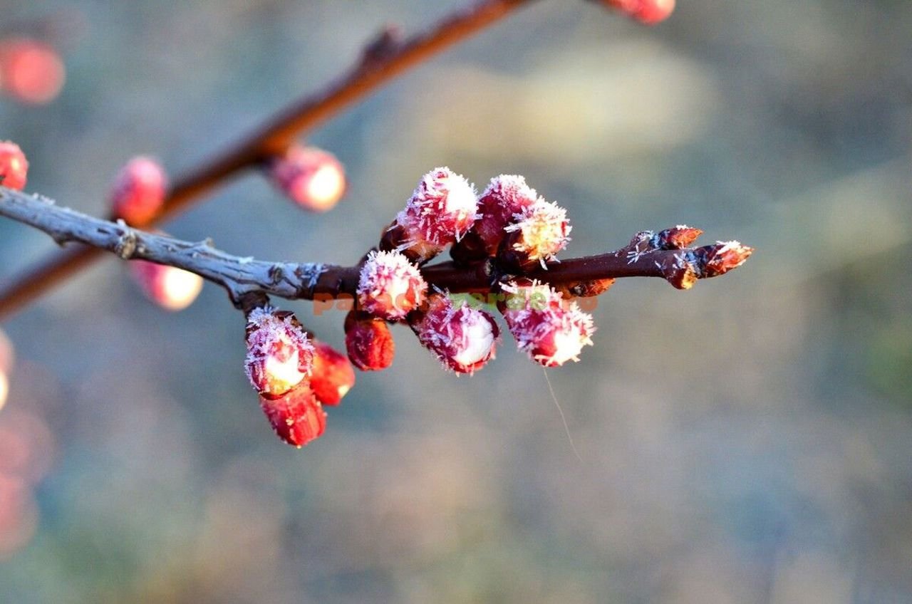 Meteorologii prelungesc avertizarea de înghețuri nocturne în Moldova