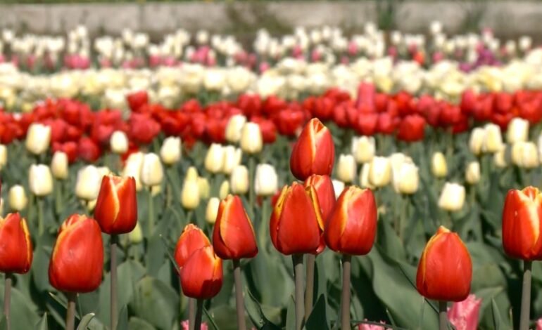 Gospodăria „Nuferi Bardar” atrage sute de vizitatori cu 150 de soiuri de lalele