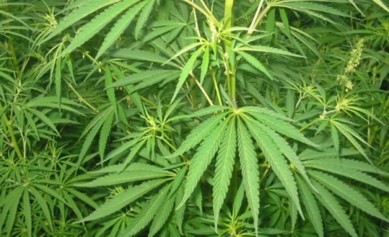 Guvernul simplifică autorizarea cultivării cânepii industriale în Moldova