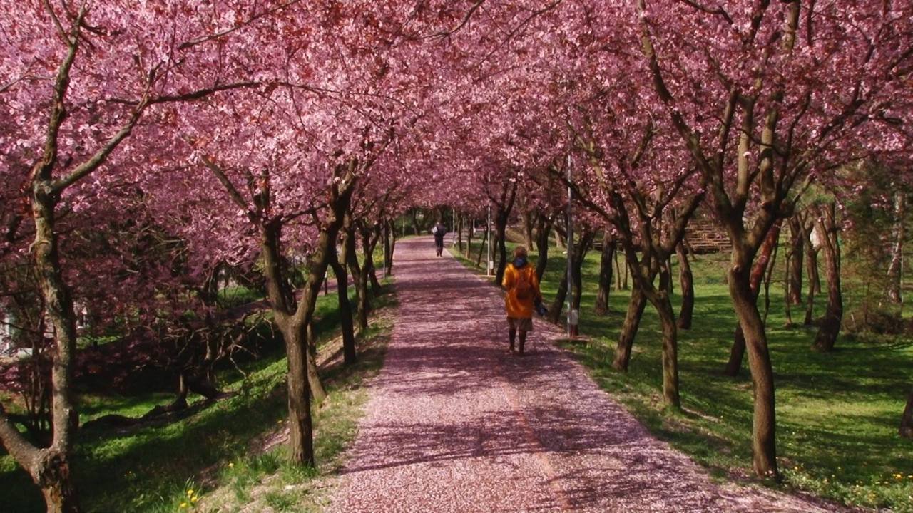 Mai imprevizibil în Moldova: înghețuri tardive amenință agricultura