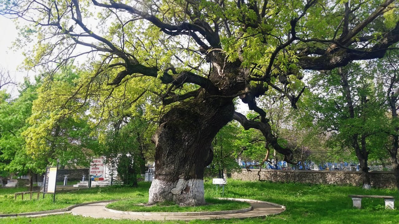 Moldova evaluează arborii seculari și începe inventarierea pădurilor