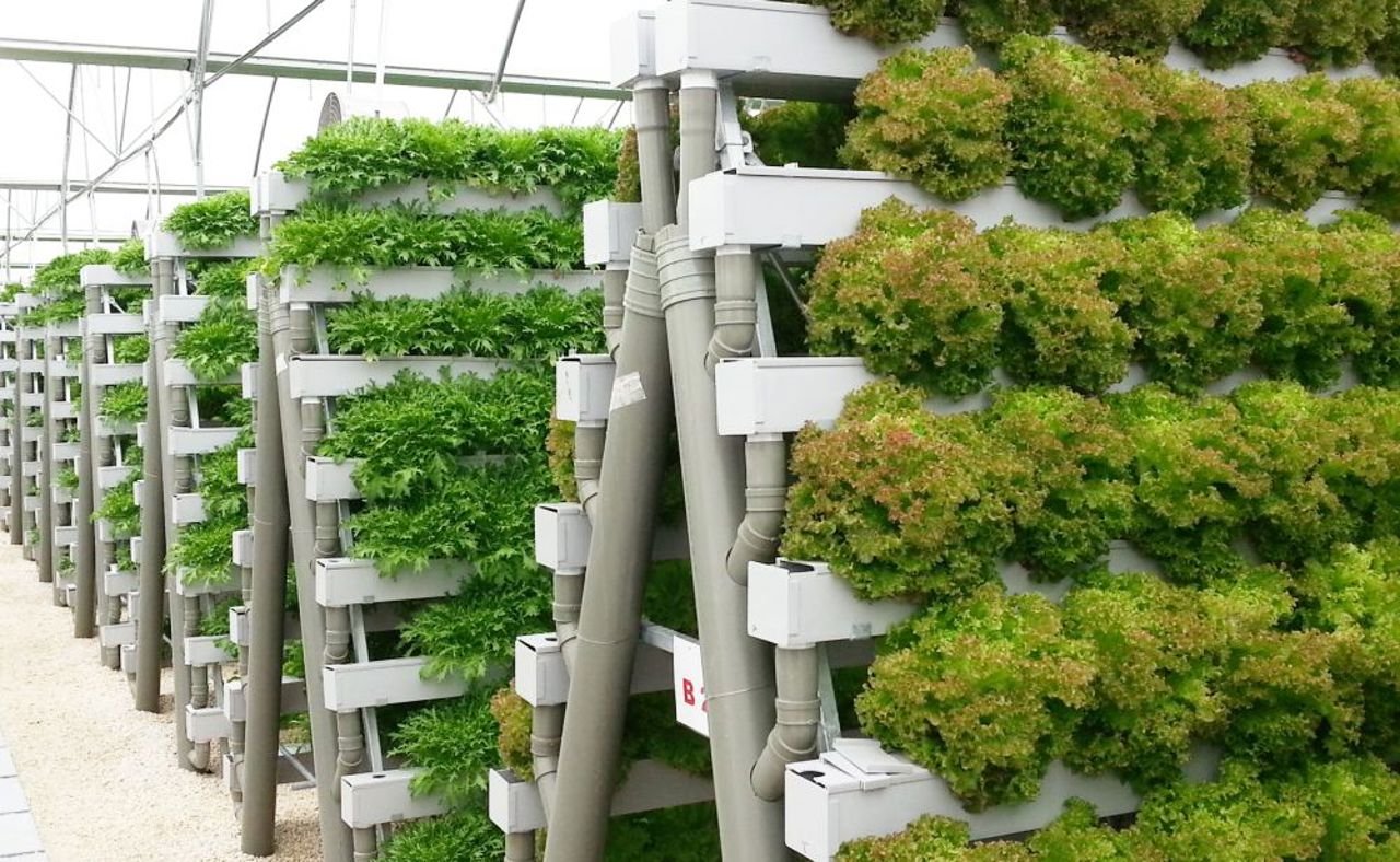 Agricultura verticală accelerează creșterea producției alimentare sustenabile