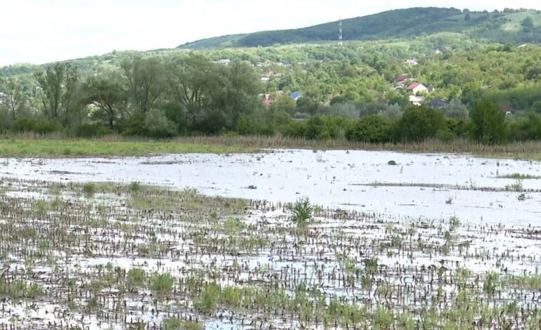 Inundații devastatoare în raionul Călărași, peste 100 hectare de culturi compromise
