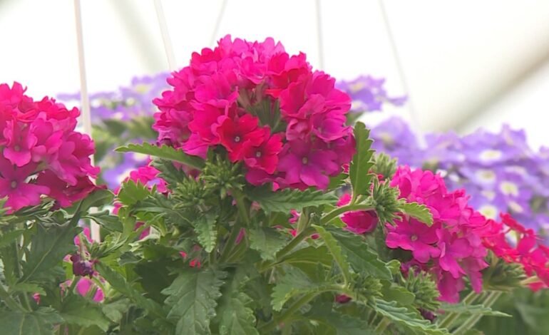 Familia Jorja transformă arta floriculturii într-o afacere profitabilă