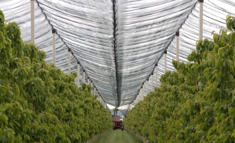 Moldova investește milioane în livezi ecologice pentru exportul în UE