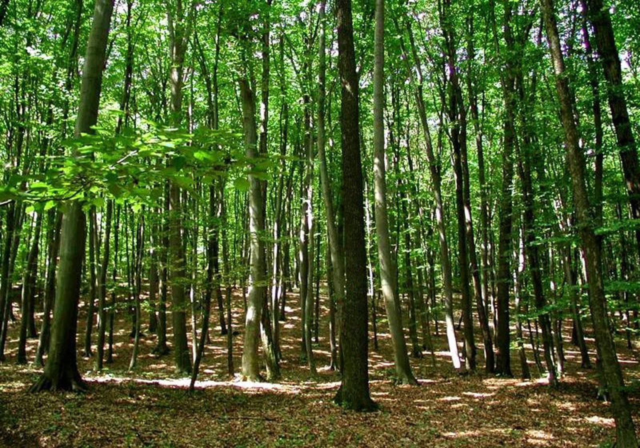 Moldova lansează primul Inventar Forestier Național pentru gestionare durabilă