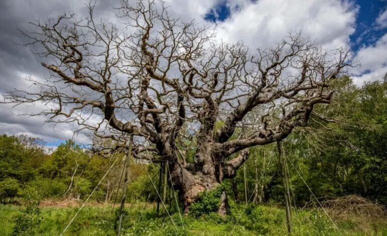 Stejarul legendar din Sherwood, adăpost al lui Robin Hood, s-a uscat definitiv